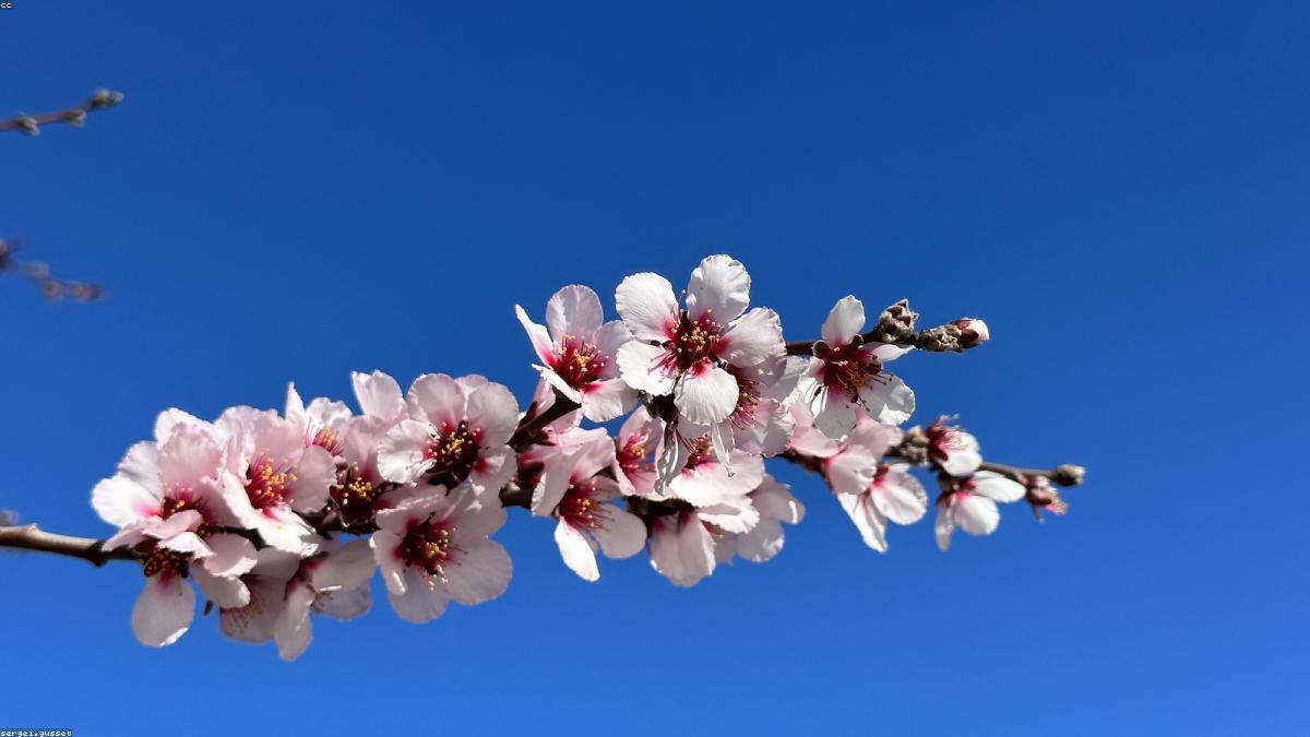 Canary Islands beach